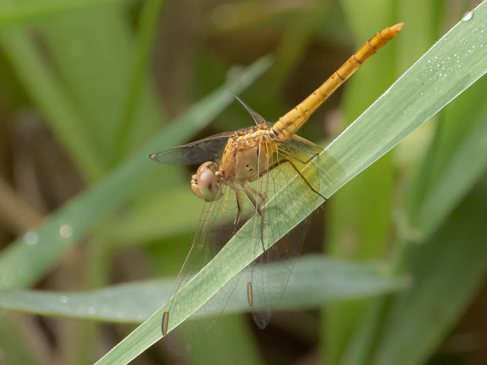 Diplacodes haematodes immature male-221484.jpg