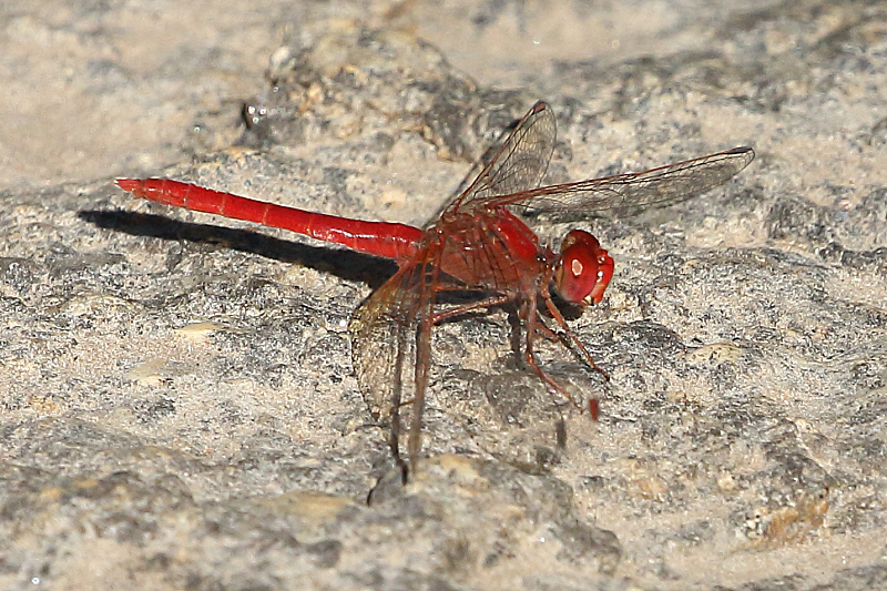 J17_3167 Diplacodes haematodes male.JPG