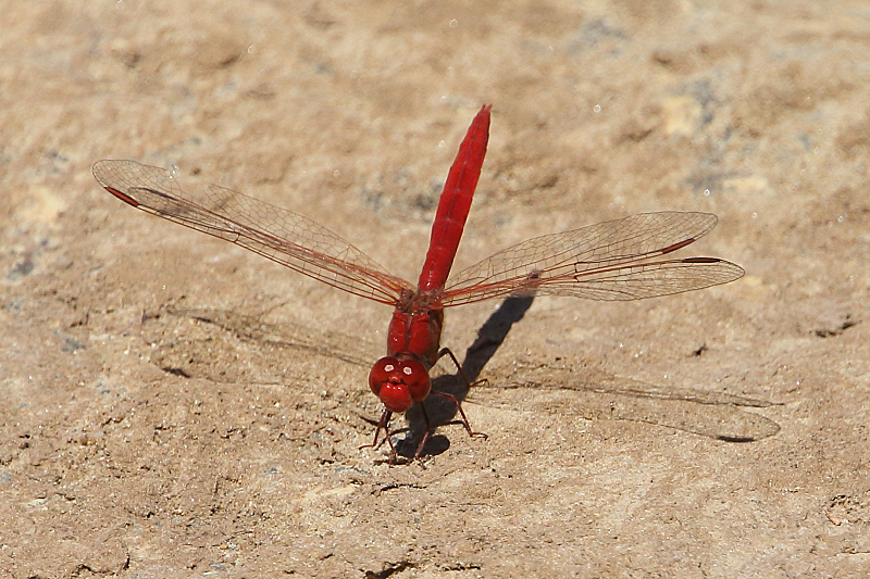 J17_3255 Diplacodes haematodes male.JPG