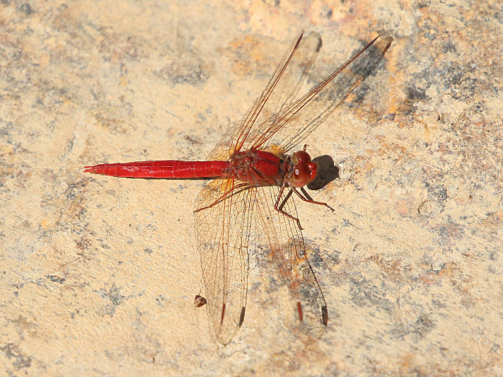 J17_3618 Diplacodes haematodes male.JPG