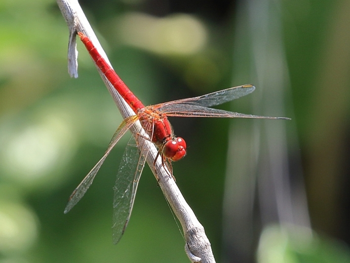 J19_1437 Diplacodes haematodes male.JPG