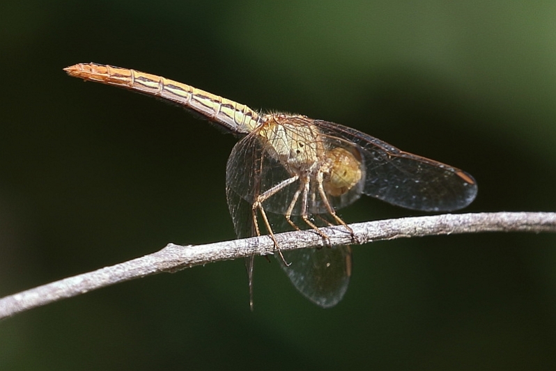 J19_1443 Diplacodes haematodes female.JPG