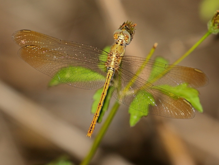 J19_1974 Diplacodes haematodes female.JPG