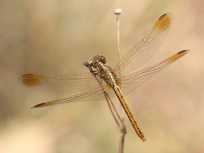 J19_2072 Diplacodes haematodes female.JPG