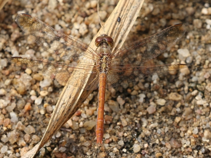 J19_2646 Diplacodes haematodes female.JPG