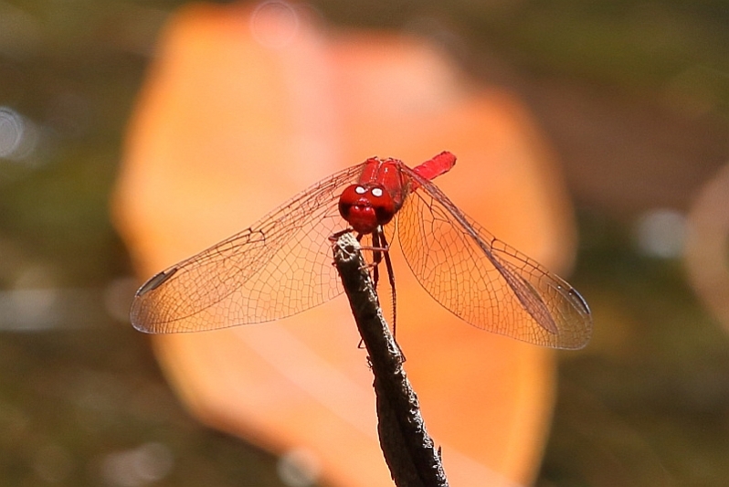 J19_3259 Diplacodes haematodes male.JPG