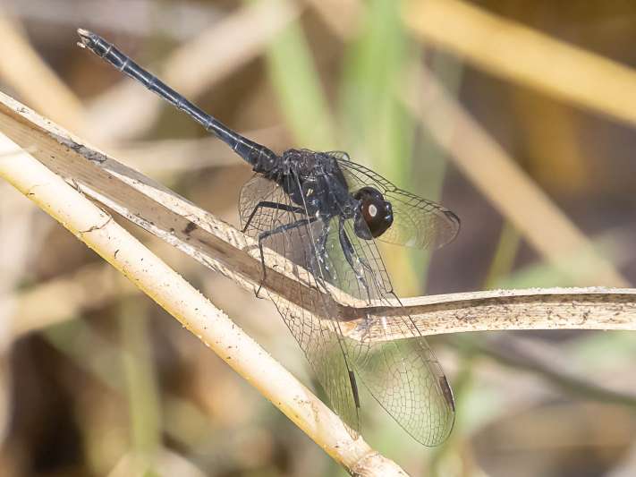 Diplacodes lefebvrii male Botswana.jpg