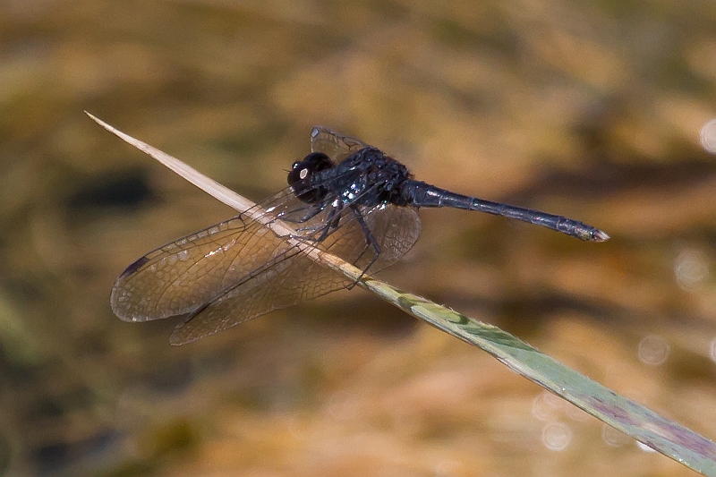 Diplacodes lefebvrii male-1439.jpg