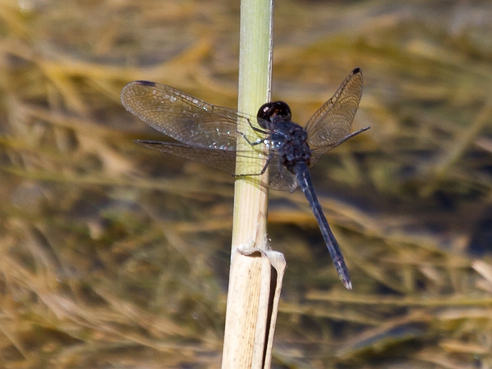 Diplacodes lefebvrii male-1443.jpg