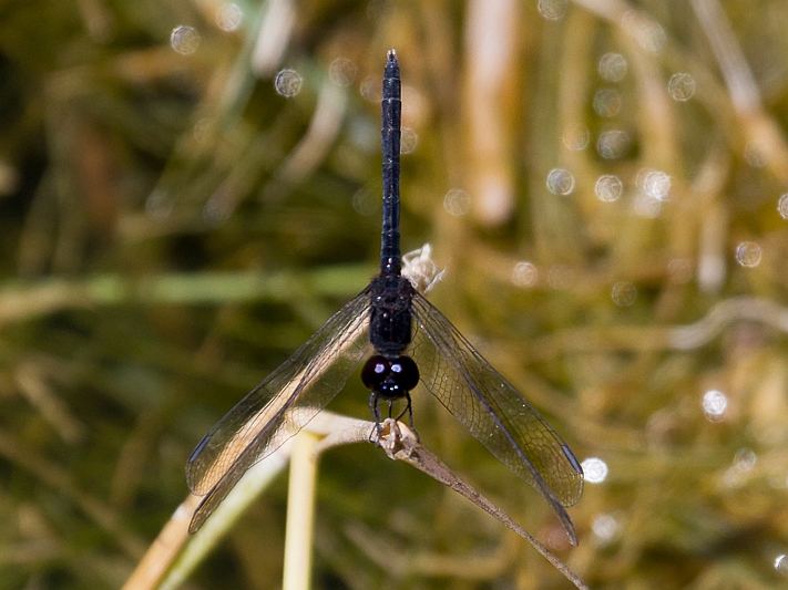 Diplacodes lefebvrii male-1461.jpg