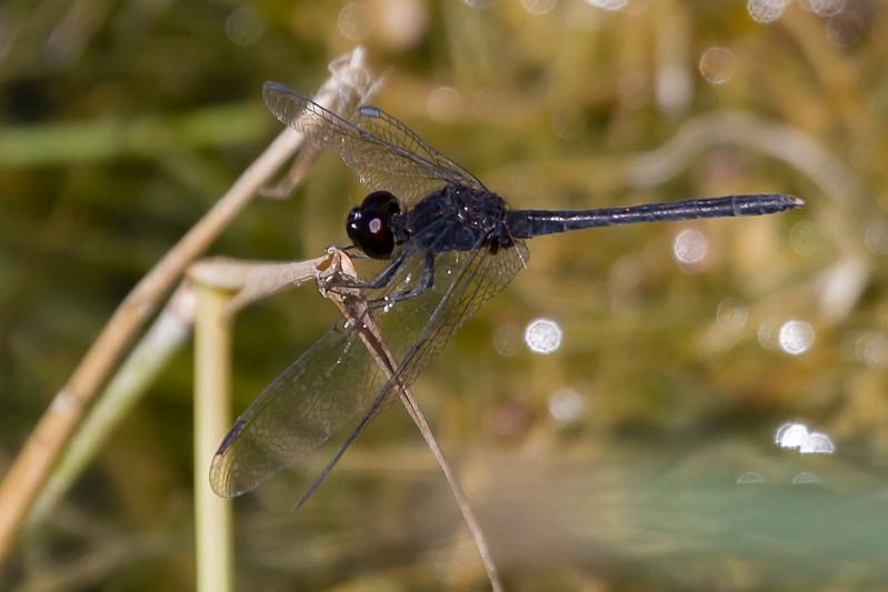 Diplacodes lefebvrii male-1463.jpg