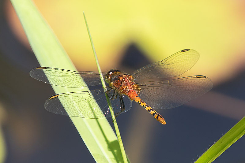 Diplacodes melanopsis male-3603.jpg