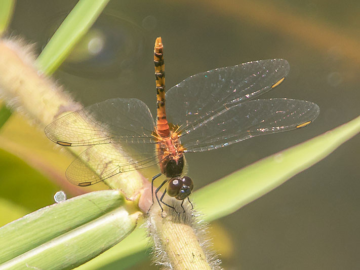 Diplacodes melanopsis male-3618.jpg