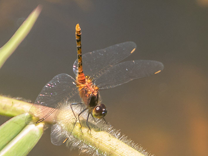 Diplacodes melanopsis male-3635.jpg