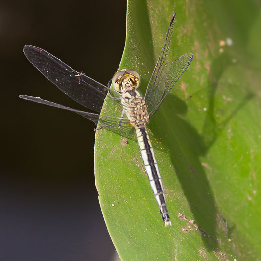 Diplacodes nebulosa female (1 of 2).jpg