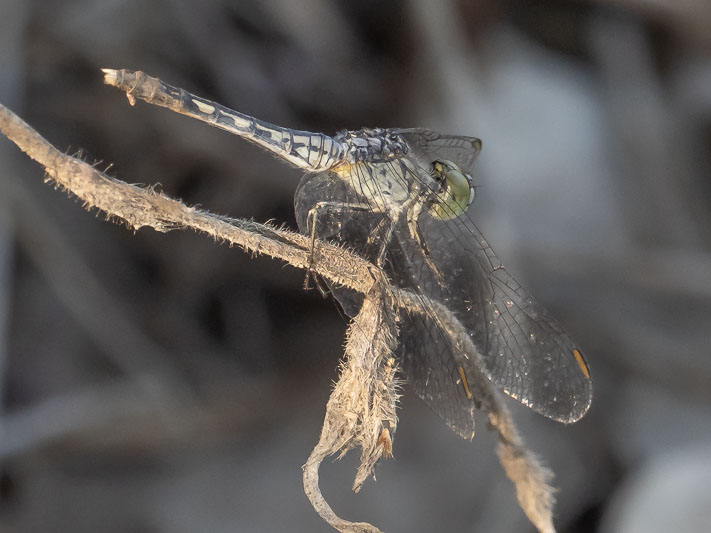 Diplacodes nebulosa female (2 of 2).jpg