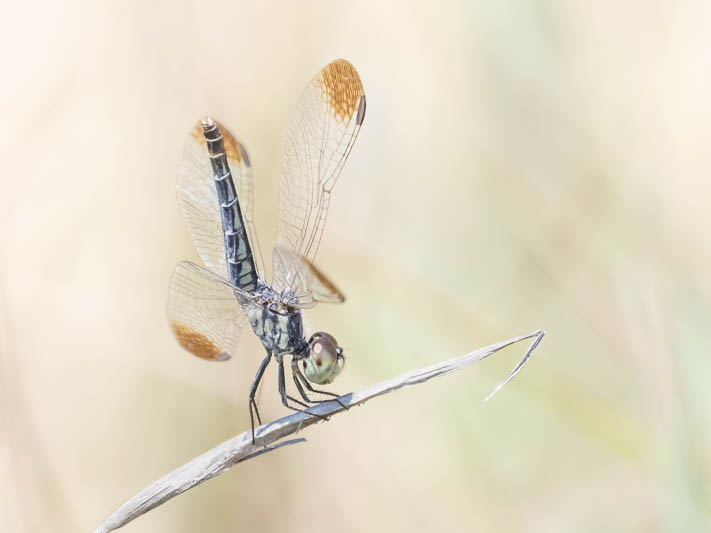 Diplacodes nebulosa female--2.jpg