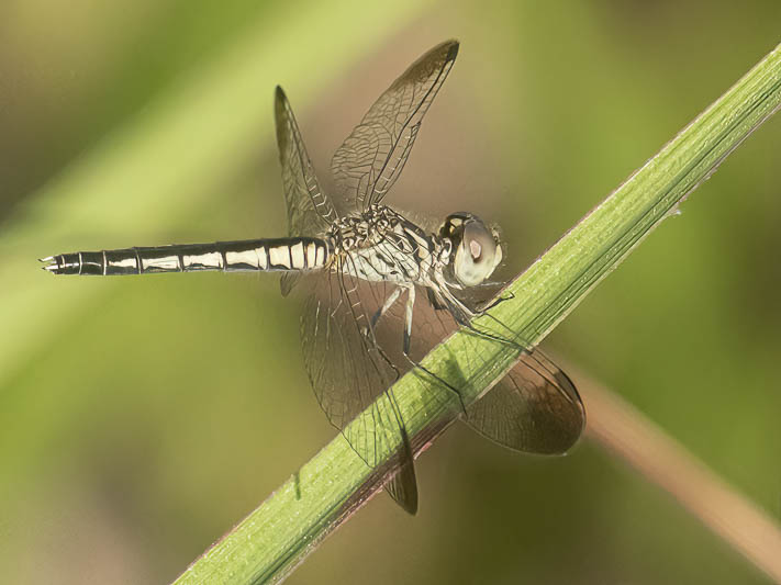 Diplacodes nebulosa female-.jpg