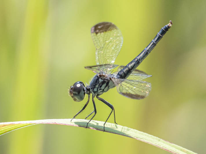 Diplacodes nebulosa female-221373.jpg