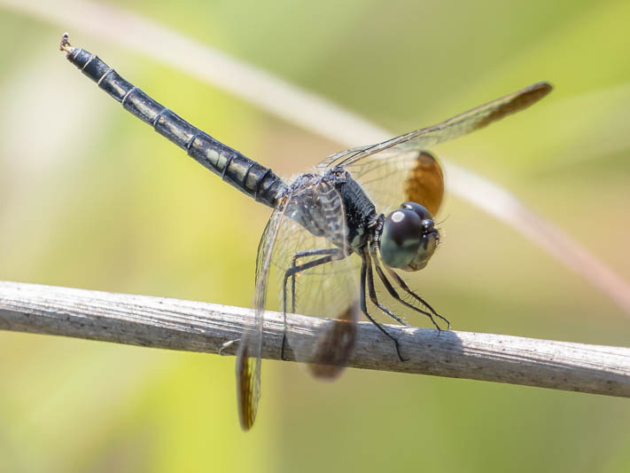 Diplacodes nebulosa female-221374.jpg