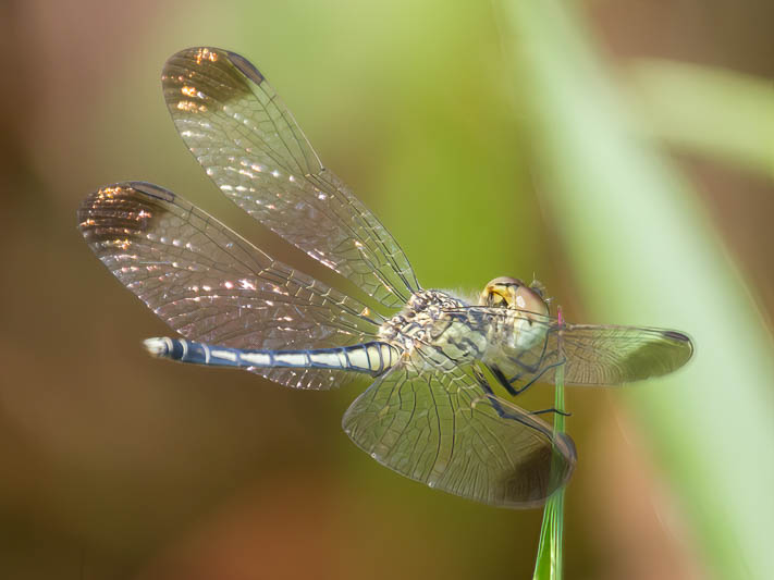 Diplacodes nebulosa immature male-.jpg