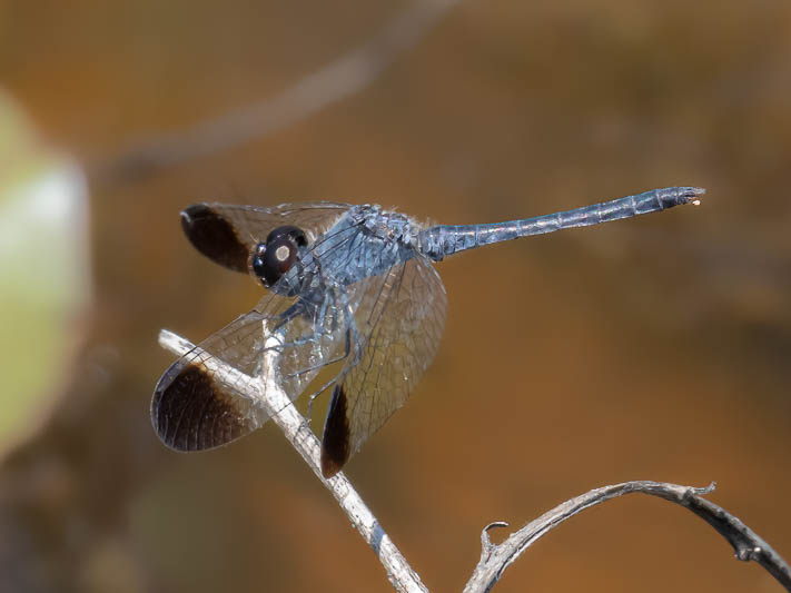 Diplacodes nebulosa male-.jpg