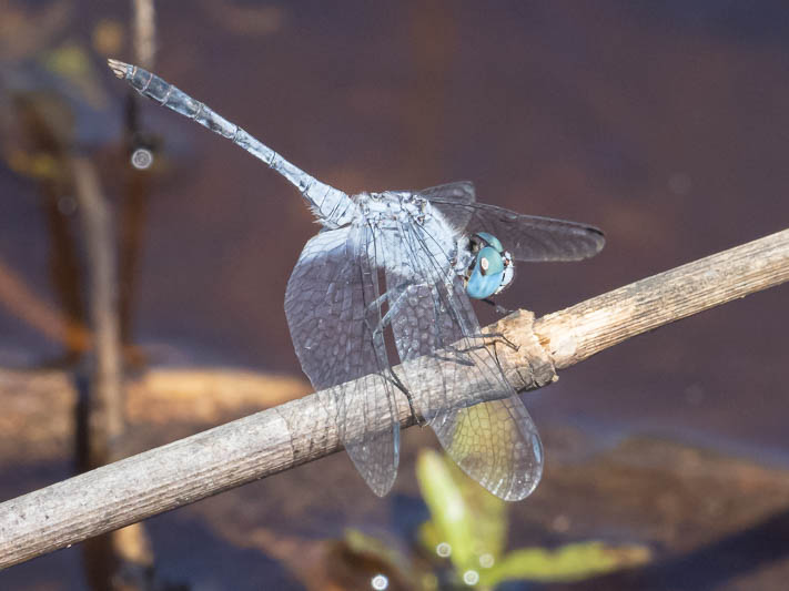 Diplacodes trivialis male-221206.jpg