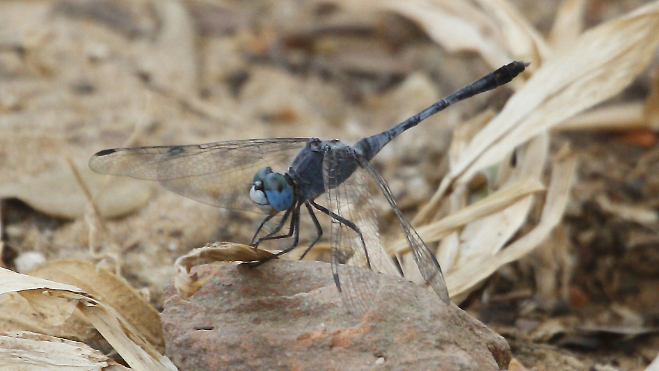 J01_1831 Diplacodes trivialis male.JPG