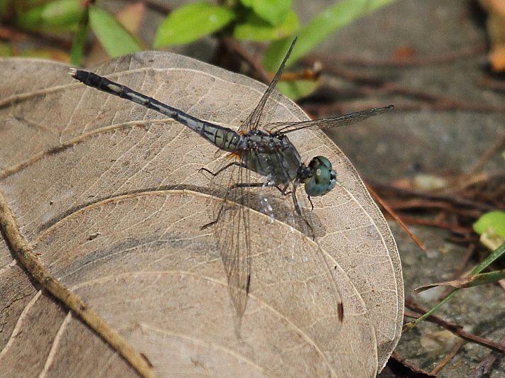 J01_1891 Diplacodes trivialis female.JPG