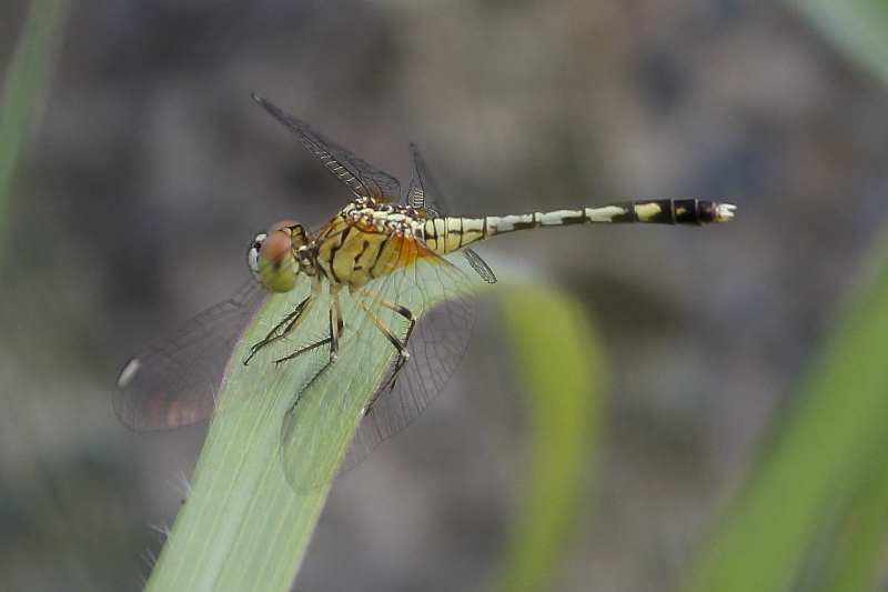 J01_1934 Diplacodes trivialis female.JPG