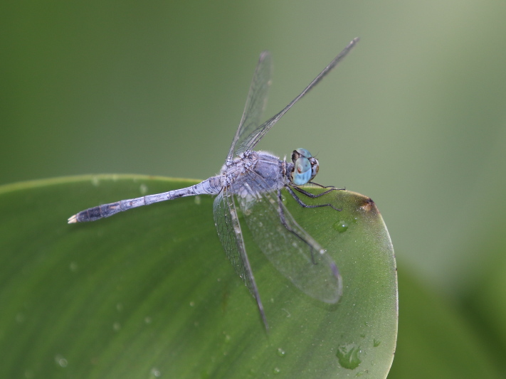 J17_2952 Diplacodes trivialis male.JPG