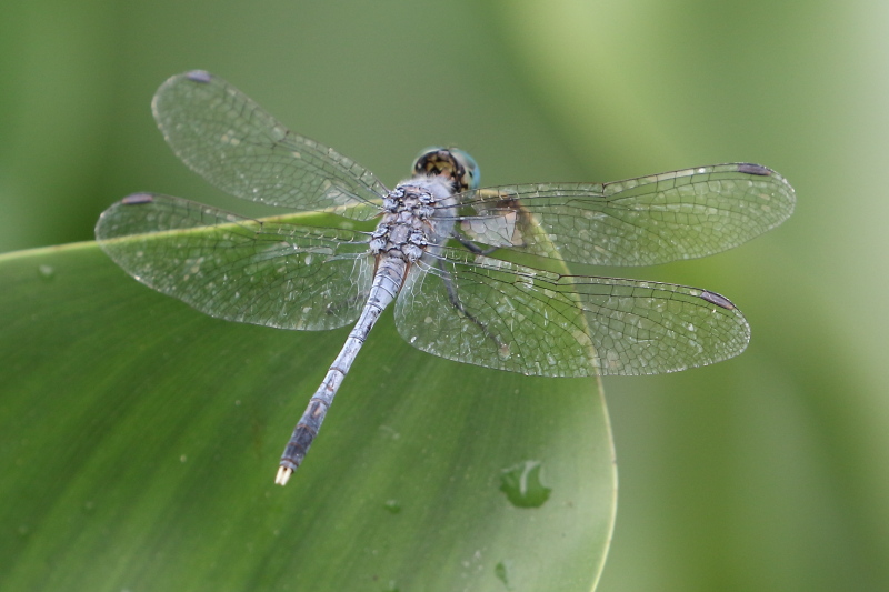 J17_2979 Diplacodes trivialis male.JPG