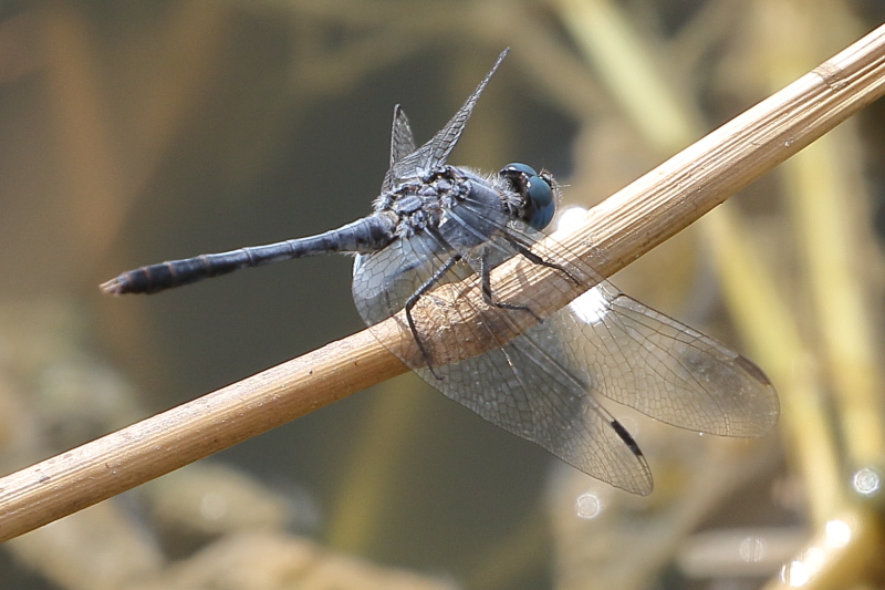 J19_2194 Diplacodes trivialis male.JPG