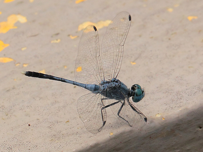 _MG_5122 Diplacodes trivialis male.JPG