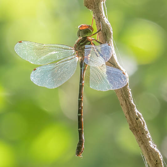 Dromaeschna forcipata female-1.jpg