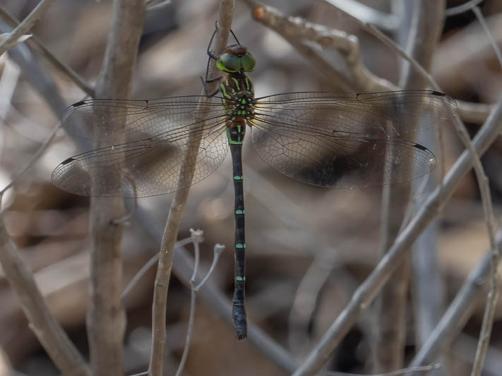 Dromaeschna forcipata female-3.jpg