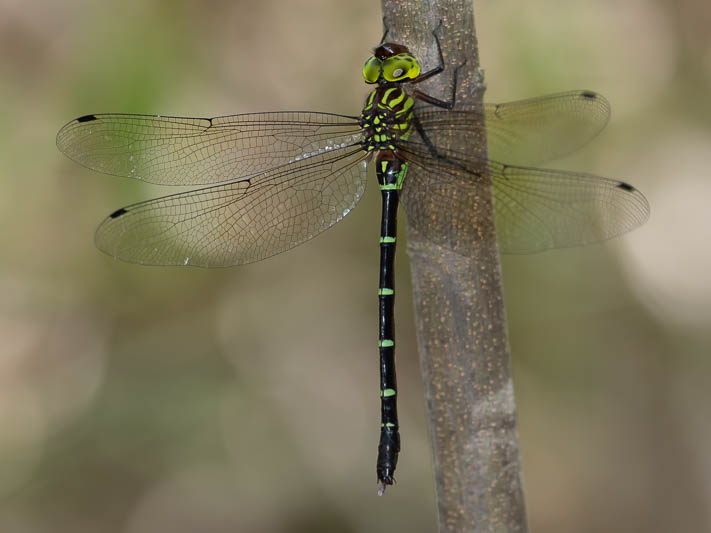 Dromaeschna forcipata female-4.jpg