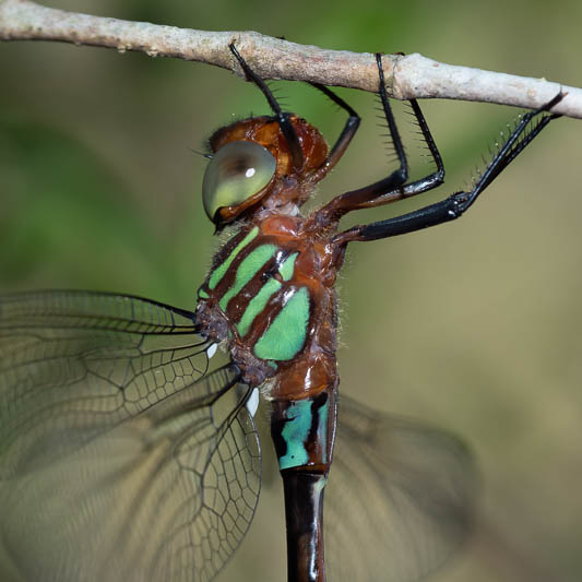 Dromaeschna forcipata female-5.jpg