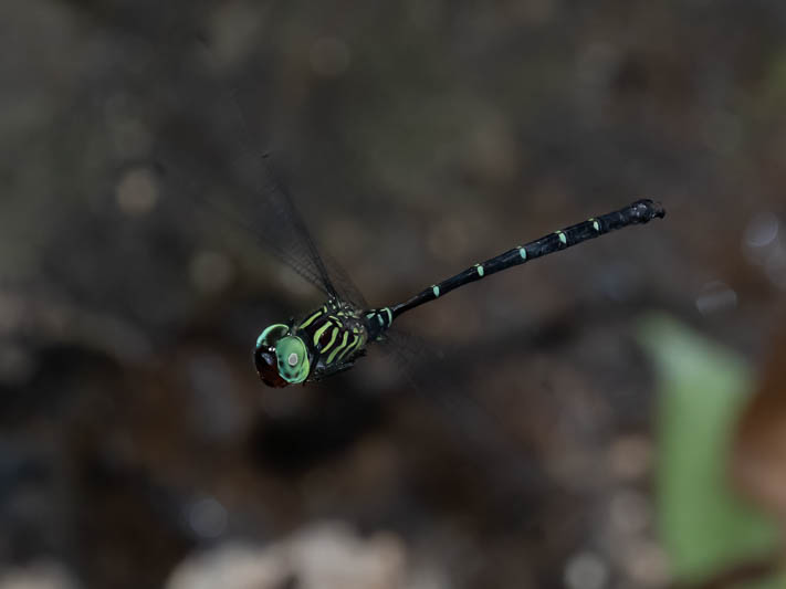 Dromaeschna forcipata in flight-1.jpg