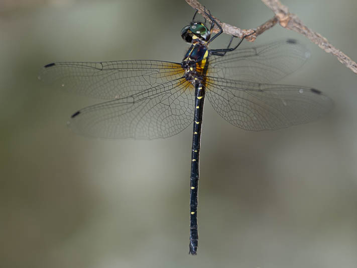 Eusynthemis nigra female-220661.jpg