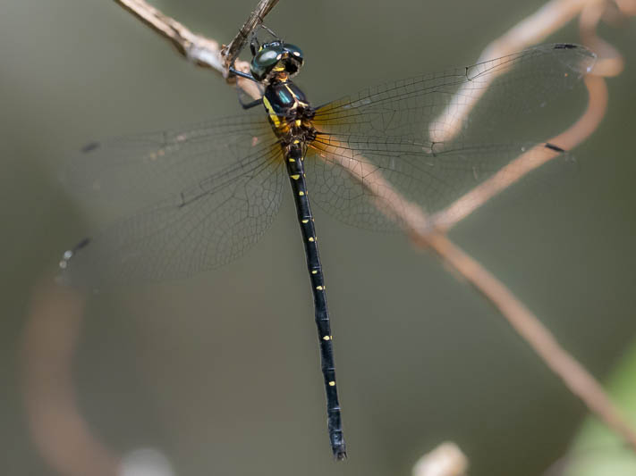 Eusynthemis nigra female-220666.jpg