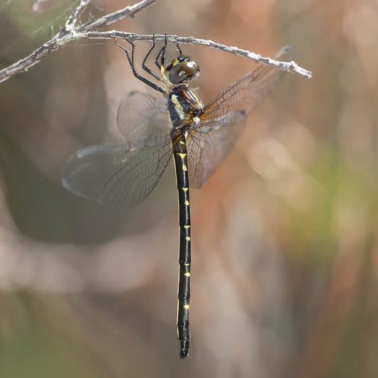 Eusynthemis nigra female-221001.jpg