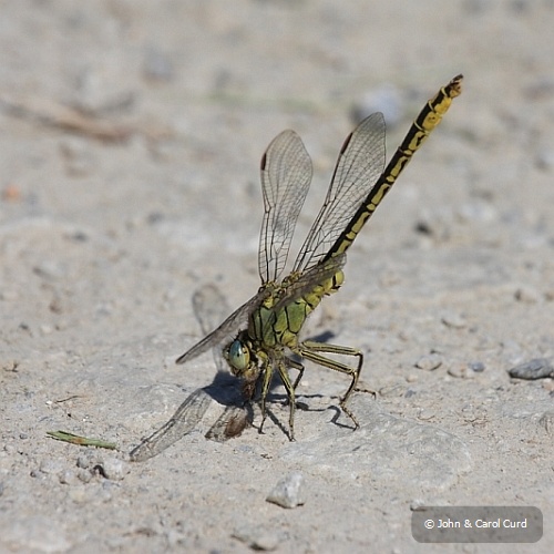 IMG_0325_Gomphus_pulchellus.JPG