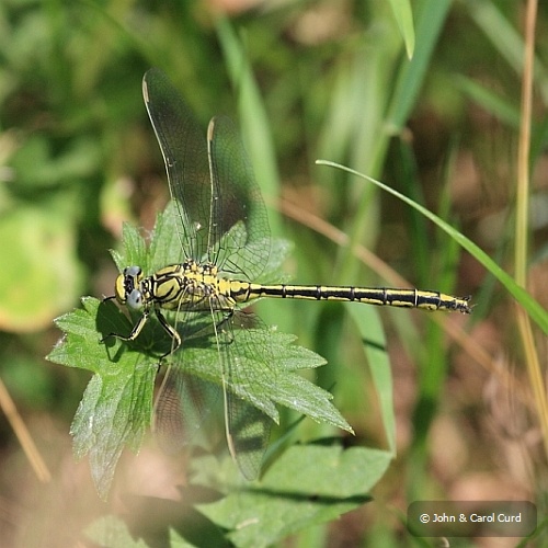 IMG_6484_Gomphus_pulchellus.JPG