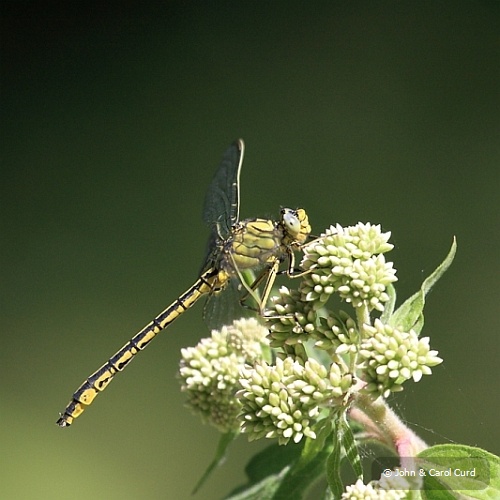 IMG_6486_Gomphus_pulchellus.JPG