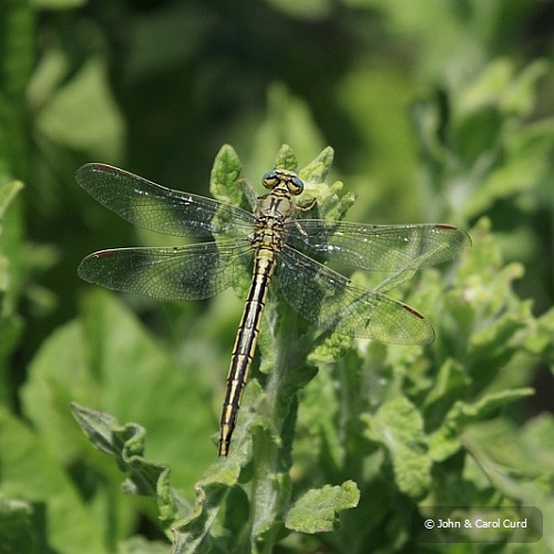 IMG_9998_Gomphus_pulchellus.JPG