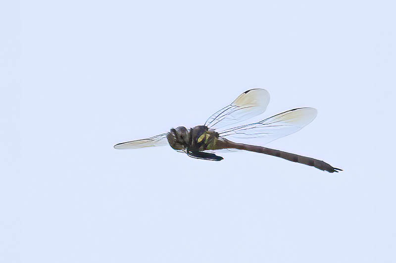 Hemicordulia australiae female.jpg