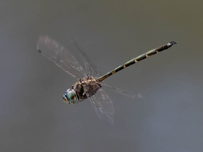 Hemicordulia australiae male.jpg