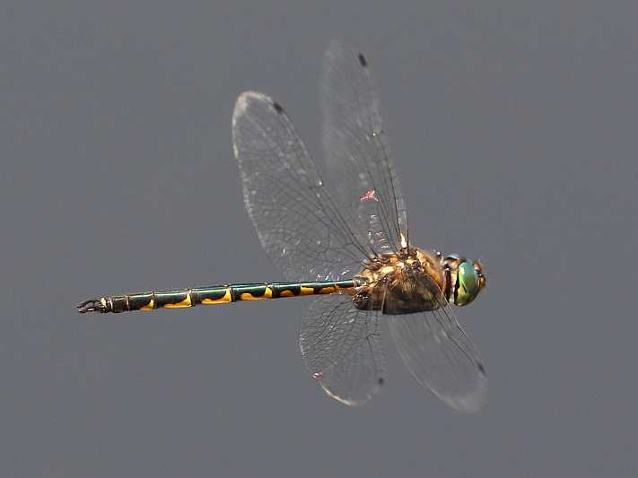 J19_1629 Hemicordulia australiae male.JPG