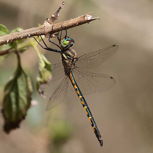 J19_2486 Hemicordulia australiae male.JPG